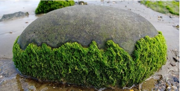 ALGAE