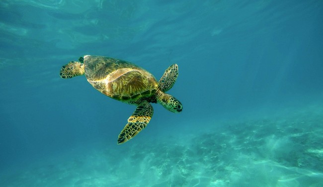 Featured image for “Meet the SeaKeepers"
